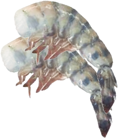 Blue WIld Mexican Shrimp