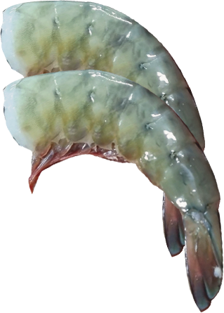 Brown Wild Mexican Shrimp