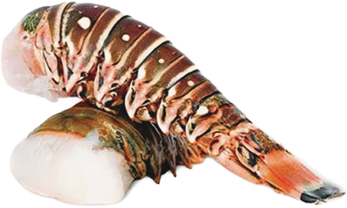 Caribbean Spiny Lobster Tail