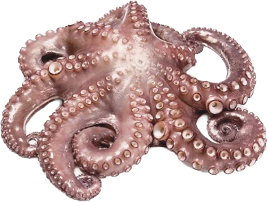 Octopus Maya