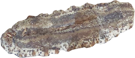 Sea cucumber