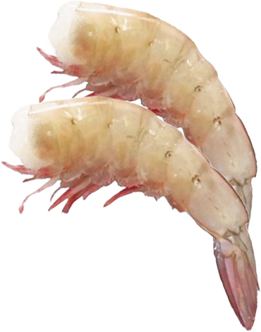 White Wild Mexican Shrimp